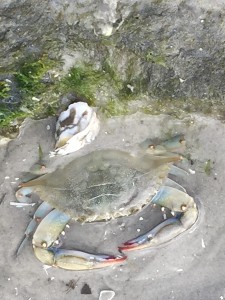 Virginia Blue Crab